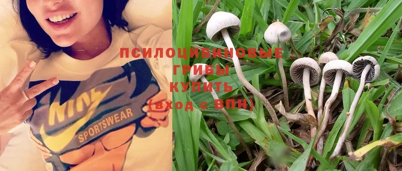 Галлюциногенные грибы Psilocybe  где найти   Ливны 